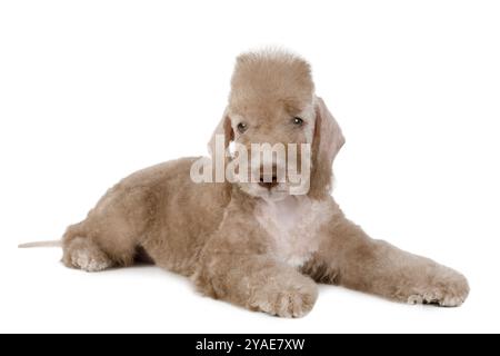 Reinrassiger beiger Bedlington Terrier Welpe, der im Studio isoliert auf weißem Hintergrund liegt Stockfoto