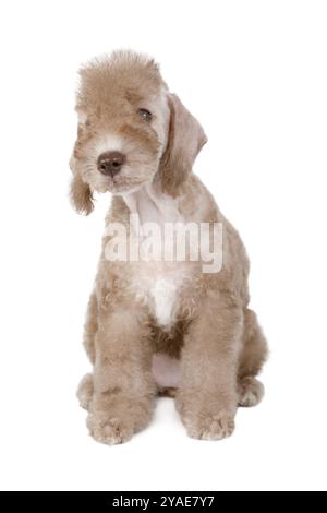 Reinrassiger beiger Bedlington Terrier Welpe, der isoliert auf einem weißen Hintergrund sitzt Stockfoto