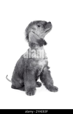 Zwei Monate alter Bedlington Terrier Welpe Hund schaut isoliert auf einem weißen Hintergrund auf Stockfoto