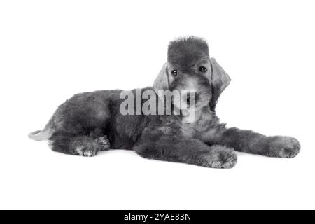 Niedlicher zwei Monate alter Bedlington Terrier Welpe Hund, der im Studio isoliert auf weißem Hintergrund liegt Stockfoto