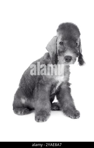 Niedlicher zwei Monate alter Bedlington Terrier Welpe Hund sitzt im Studio isoliert auf weißem Hintergrund Stockfoto