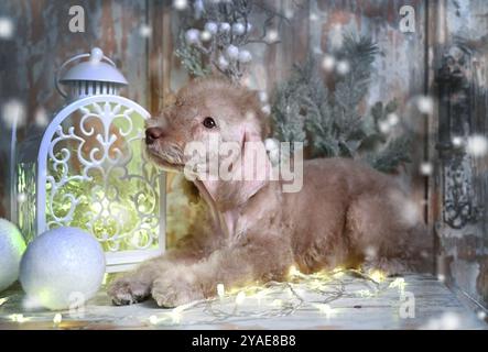 Zwei Monate alter Bedlington Terrier Welpe Hund, der auf einem Tisch liegt, umgeben von Weihnachtsdekorationen Stockfoto