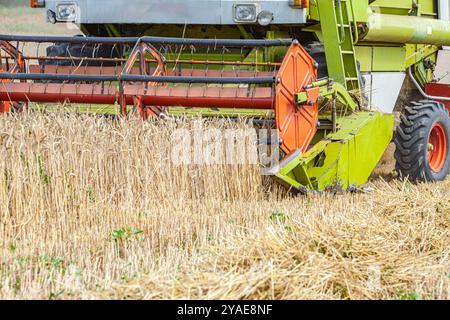 Weizenfeld im Fokus mit Mähdrescher Ernte hinter. Stockfoto