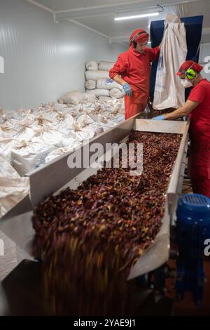 Herstellung von geräuchertem Paprika in Las Hermanas Pimenton in Cuacos de Yuste, Caceres, Extremadura, Spanien, Europa Stockfoto