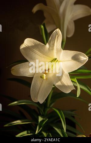 Eine einzige Osterlilie. Stockfoto