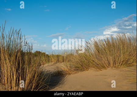 Sanddünen am Strand nahe Isla Cristina an der Costa de la Luz in Andalusien Stockfoto