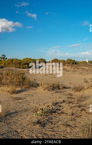 Sanddünen am Strand nahe Isla Cristina an der Costa de la Luz in Andalusien Stockfoto