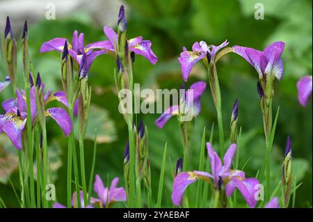 Rosa/violette Frühlingsblumen der sibirischen Iris, Iris sibirica Sparkling Rose UK Garden Mai Stockfoto