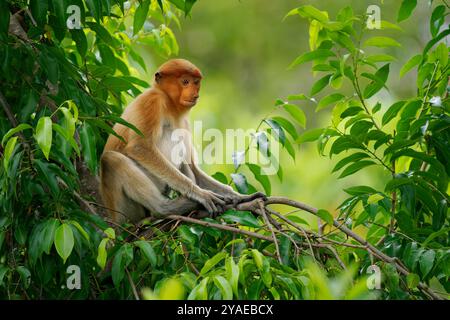 Proboscis Langnasen-Affe Nasalis larvatus ist ein arborealer Affe mit einer großen Nase, die auf Borneo endemisch ist, rötlich-braune Hautfarbe und einem langen Schwanz, lebt in Stockfoto