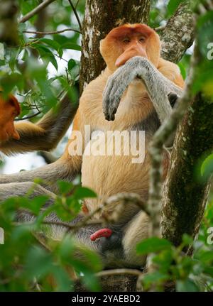 Proboscis Langnasen-Affe Nasalis larvatus ist ein arborealer Affe mit einer großen Nase, die auf Borneo endemisch ist, rötlich-braune Hautfarbe und einem langen Schwanz, lebt in Stockfoto