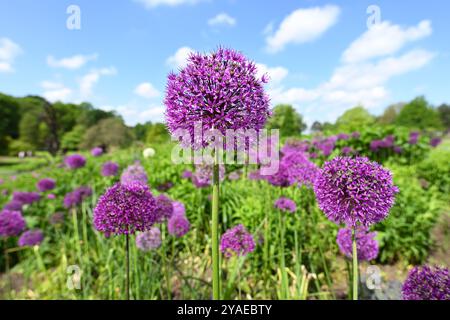 Violette Frühlingsblume von Allium hollandicum „Purple Sensation“ im britischen Garten Mai Stockfoto