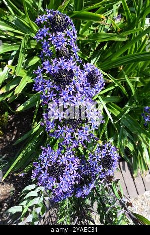 Leuchtend blaue Frühsommerblumen von Scilla peruviana oder portugiesischer Muschel, die im britischen Garten im Mai wachsen Stockfoto