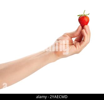 Erdbeere im Handweg isoliert auf weiß Stockfoto