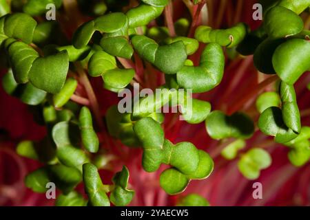 Rettich-Sprossen Makrodetail Stockfoto