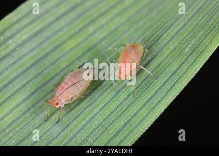 Englische Kornblattläuse, Sitobion avenae, flügellos, Nymphen auf Gerstenstiel mit schwarzem Hintergrund. Stockfoto