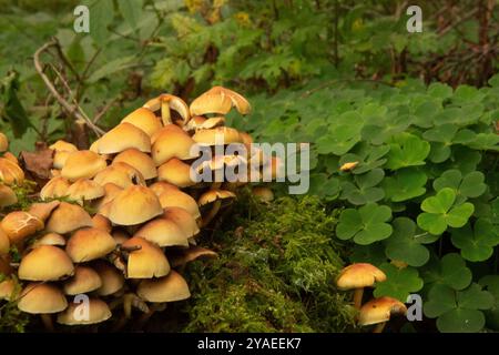 Sulphertuft, geflüsterte Waldliebhaber und gemeines Federmoos sind eng beieinander Stockfoto