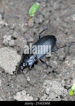 Pterostichus niger ist eine Art des Waldkäfers aus der Familie der Carabidae. Ein räuberisches Insekt, ein natürlicher Feind von Pflanzenschädlingen auf Ernten und in Stockfoto