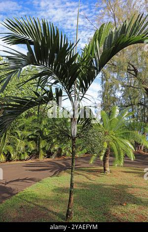 Eine Ptychosperma macarthurii Palme mit Blütenständen gefüllt mit Knospen und Blüten, entlang einer von Palmen gesäumten Straße in Kauai Stockfoto