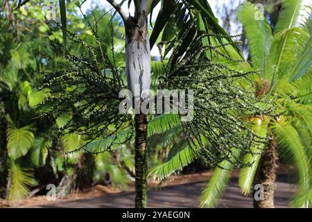 Nahaufnahme des Kronenschafts, des Oberstamms und der Blütenstände einer Ptychosperma macarthurii-Palme in Kauai, USA Stockfoto