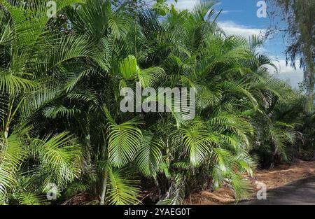 Eine dichte Reihe von Areca Palmen, die einen natürlichen Privatzaun bilden, in Kilauea, Kauai, Hawaii, USA Stockfoto