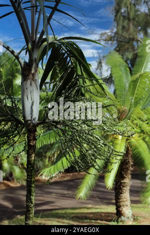 Eine Ptychosperma macarthurii Palme mit Blütenständen gefüllt mit Knospen und Blumen, entlang einer Straße Kauai, USA Stockfoto