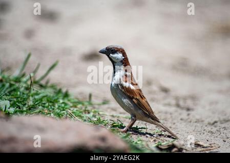HAUS SPARROW ( Passer-domesticus) - Kasese Uganda Stockfoto