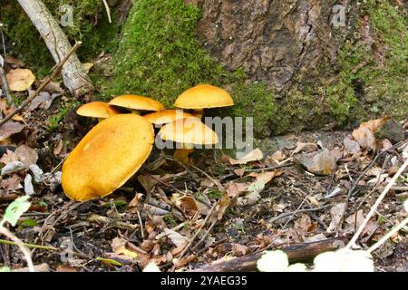 Lachende Sporthalle (Gymnopilus junonius) Stockfoto