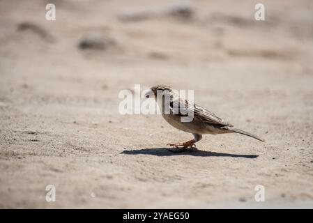 HAUS SPARROW ( Passer-domesticus) - Kasese Uganda Stockfoto