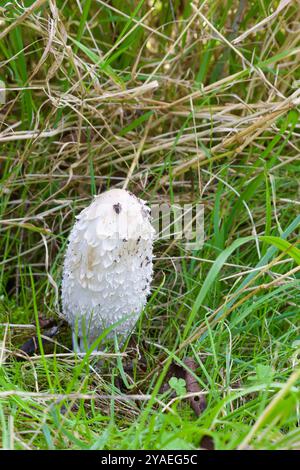 Shaggy Ink Cap Pilze (Coprinus comatus). Stockfoto