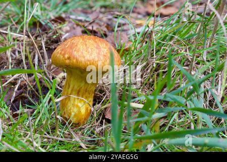 Lärche Bolete (Suillus Grevillei) Stockfoto