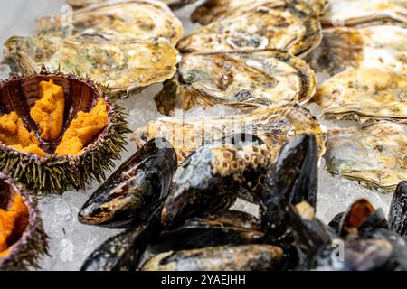 Verschiedene frische Meeresfrüchte. Geschlossene Austern, Muscheln in Muscheln und offene Seeigel auf Eis. Hochwertige Fotos Stockfoto