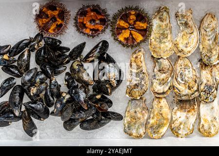 Verschiedene frische Meeresfrüchte. Geschlossene Austern, Muscheln in Muscheln und offene Seeigel auf Eis. Hochwertige Fotos Stockfoto