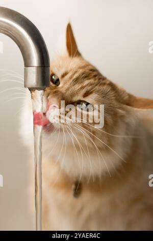 ingwerkatze mit ihrem weichen, flauschigen Fell und ihrem aufmerksamen Ausdruck wird in einem Moment des Durstes gefangen, während sie Wasser aus einem laufenden Wasserhahn trinkt. Es ist rosa t Stockfoto