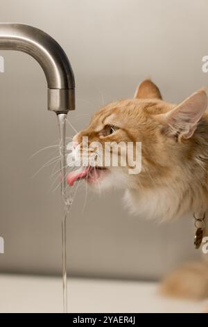 Eine liebenswerte Szene einer Ingwerkatze, die mit einem Wasserhahn interagiert. Die Katze mit ihrem satten orangen Fell neigt sich dem fließenden Wasser zu Stockfoto