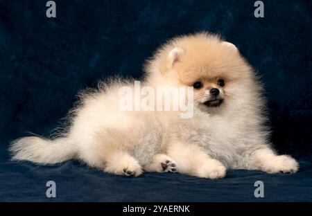 Kleiner Spitzhund, der auf blauem Samt liegt Stockfoto