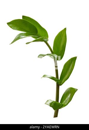 Zanzibar Edelstein (Zamioculcas zamiifolia) Zweig isoliert auf weißem Hintergrund. Nahaufnahme grüner Blätter auf Stiel isoliert auf weißem Hintergrund. Stockfoto