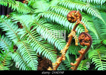 Der Koru ist das Maori-Wort für die Spiralform eines neuen sich entweilenden Silberfarnwedes. Es symbolisiert neues Leben, Wachstum, Stärke und Frieden. Das Ko Stockfoto