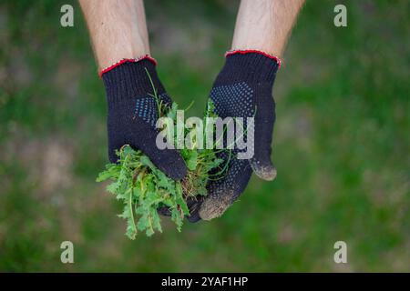 Gärtner trägt Handschuhe, die frisch gezogenes Unkraut in den Händen auf einem grünen Rasen halten. Konzept für Gartenarbeit, Außenarbeit und umweltfreundliche Rasenpflege Stockfoto