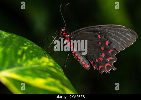 Ein rosafarbener Schmetterling mit Katzenherz. Parides photinus, Familie der Papilionidae. Stockfoto