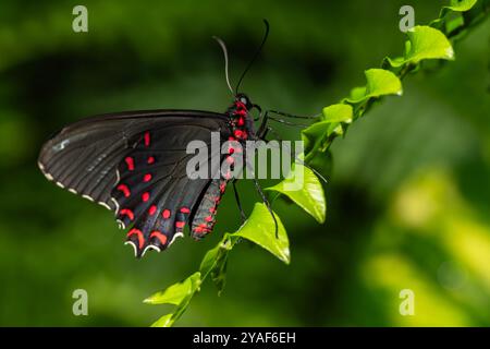 Ein rosafarbener Schmetterling mit Katzenherz. Parides photinus, Familie der Papilionidae. Stockfoto