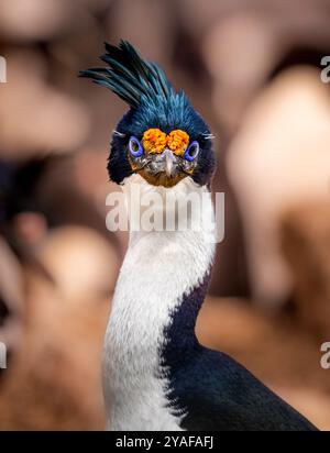 Blauäugige Shag (Leucocarbo Atriceps) Nahaufnahme Stockfoto