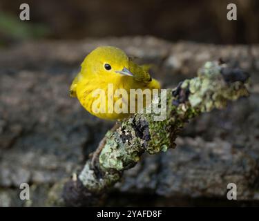 Eine gelbe Warbler (Setophaga petechia) zieht während der Herbstwanderung im Sacramento County Kalifornien USA ein Vogelbad im Hinterhof an Stockfoto