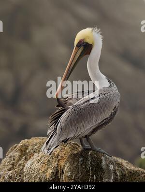 Erwachsener brauner Pelikan (Pelecanus occidentalis), der auf einem küstennahen Felsvorsprung im Pazifik vorkommt. Stockfoto