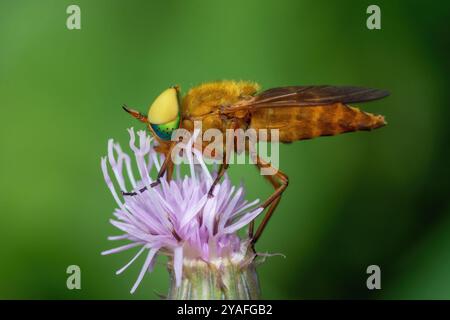 Silvius alpinus, Grünaugen-Bremse, Gadfly, Green Eyed Horse Fly Stockfoto