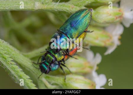 Anthaxia fulgurans, Fleckhals-Prachtkäfer, Anthaxie fulgurante, Jewel Beetle Stockfoto