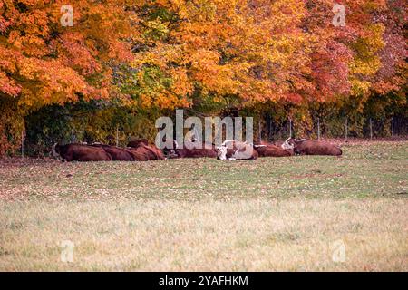 Hereford-Kühe ruhen neben bunten Bäumen in Wisconsin, horizontal Stockfoto