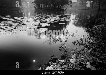 Schwarzweiß-Schwarzweiß-Bild der Reflexion von Bäumen und Sonne über dem Wasser eines Sees, voller Blätter von Seerosen, Familie Nymphaeaceae. Stockfoto