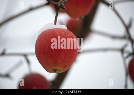 Hellrote Äpfel und ein weißer Schnee auf den Ästen des Baumes Stockfoto