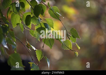 Eine ruhige Nahaufnahme grüner Blätter, die in sanftes Sonnenlicht getaucht sind und die Schönheit der Natur zum Ausdruck bringen. Der Hintergrund mit weichem Fokus verleiht den s Tiefe und Ruhe Stockfoto