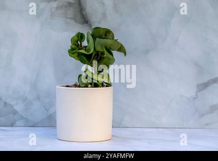 Hoya Hindu Seil oder Hoya Carnosa Compacta im weißen Keramiktopf Stockfoto